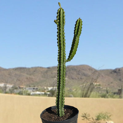 Euphorbia Royaleana, Indoors/Outdoors Succulent Plant 