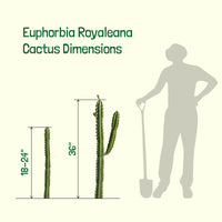 Euphorbia Royaleana, Indoors/Outdoors Succulent Plant 