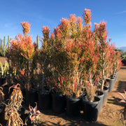 Euphorbia Tiricalli "Firesticks" Succulent Plant