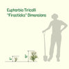 Euphorbia Tiricalli "Firesticks" Succulent Plant