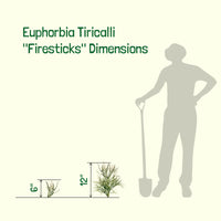 Euphorbia Tiricalli "Firesticks" Succulent Plant