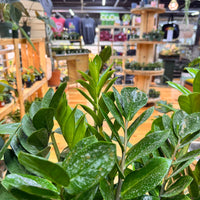Zamioculas Zamiifolia 'ZZ', Indoor / Outdoor Houseplants