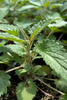 Dracocephalum moldavica, Moldavian Balm ‘Dragon Balm’ Herb - Live Plant
