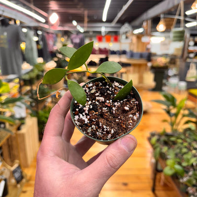 Hoya Suwanna Gems, Indoor / Outdoor Houseplants