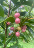 Glycosmis pentaphylla, Gin Berry, Ginberry Shrub / Tree - Live Plant