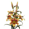 3 Lilium Bulbs - Fragrant Orienpet Lily Flavia By Easy To Grow Bulbs