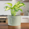 Minimal Face Planter, Small Medium Large, With Drip Tray & Drainage In Many Colors