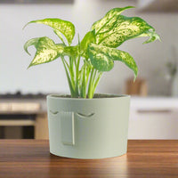 Minimal Face Planter, Small Medium Large, With Drip Tray & Drainage In Many Colors