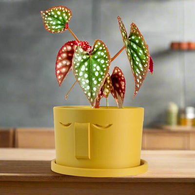 Minimal Face Planter, Small Medium Large, With Drip Tray & Drainage In Many Colors