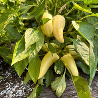 Feher Ozon Paprika Pepper Seeds, Sweet Tangy Heirloom Garden Vegetables
