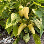 Feher Ozon Paprika Pepper Seeds, Sweet Tangy Heirloom Garden Vegetables