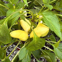 Feher Ozon Paprika Pepper Seeds, Sweet Tangy Heirloom Garden Vegetables