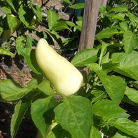 Feher Ozon Paprika Pepper Seeds, Sweet Tangy Heirloom Garden Vegetables