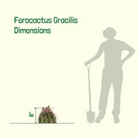 Ferocactus Gracilis, Baja Fire Barrel Cactus Plant