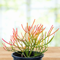 Euphorbia Tiricalli "Firesticks" Succulent Plant