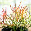 Euphorbia Tiricalli "Firesticks" Succulent Plant