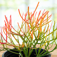 Euphorbia Tiricalli "Firesticks" Succulent Plant