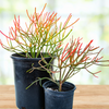 Euphorbia Tiricalli "Firesticks" Succulent Plant