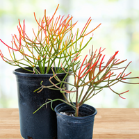 Euphorbia Tiricalli "Firesticks" Succulent Plant