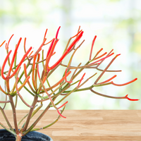 Euphorbia Tiricalli "Firesticks" Succulent Plant