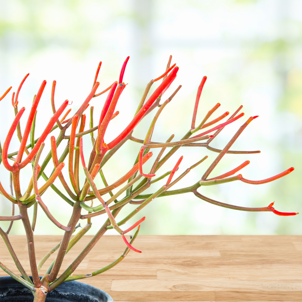 succulent twig plant Euphorbia Tiricalli "Firesticks" Succulent Plant