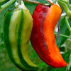 Fish Pepper Seeds, Beautiful Garden Vegetables