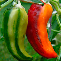 Fish Pepper Seeds, Beautiful Garden Vegetables