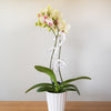 BARE™ Flora™ - Customizable Wooden Plant Support - Perfect For Orchids