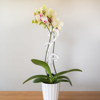 BARE™ Flora™ - Customizable Wooden Plant Support - Perfect For Orchids