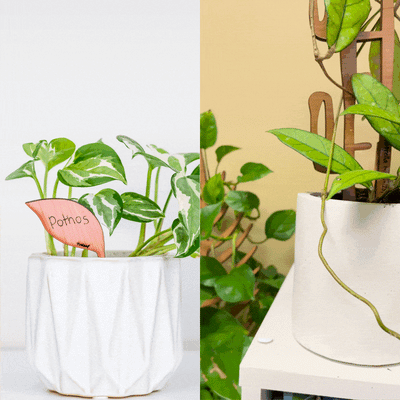 Folia - Wooden plant tags - Leaf-shaped plant labels