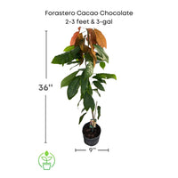 Theobroma Cacao 'Forastero', Live Chocolate Fruit Tree