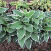 Hosta - Francee - 3 Live Roots