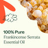 Frankincense Serrata Essential Oil By Plant Therapy