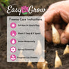 Freesia 15 Bulbs - Fragrant Single Yellow By Easy To Grow Bulbs
