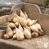 Freesia 15 Bulbs - Fragrant Single White By Easy To Grow Bulbs