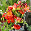 Freesia 15 Bulbs - Double Bicolor By Easy To Grow Bulbs