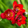 Freesia 15 Bulbs - Double Bicolor By Easy To Grow Bulbs