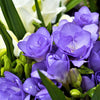 Freesia 15 Bulbs - Doubles Mix By Easy To Grow Bulbs