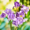 Freesia 15 Bulbs - Double Blue By Easy To Grow Bulbs