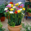 Freesia 15 Bulbs - Doubles Mix By Easy To Grow Bulbs