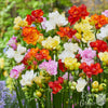 Freesia 15 Bulbs - Doubles Mix By Easy To Grow Bulbs