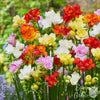 Freesia - Doubles Mix 15 Bulbs By Easy To Grow Bulbs