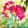 Freesia 15 Bulbs - Doubles Mix By Easy To Grow Bulbs