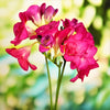 Freesia 15 Bulbs - Fragrant Double Pink By Easy To Grow Bulbs