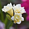 Freesia 15 Bulbs - Fragrant Double White By Easy To Grow Bulbs
