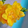 Freesia 15 Bulbs - Double Yellow By Easy To Grow Bulbs
