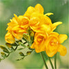 Freesia 15 Bulbs - Double Yellow By Easy To Grow Bulbs