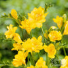 Freesia 15 Bulbs - Double Yellow By Easy To Grow Bulbs