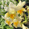 Freesia 15 Bulbs - Fragrant Heirloom Antique Alba By Easy To Grow Bulbs
