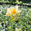 Freesia 15 Bulbs - Fragrant Heirloom Antique Alba By Easy To Grow Bulbs